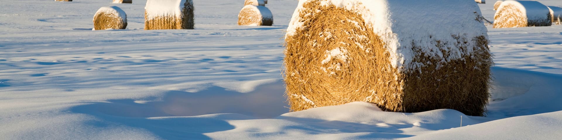 Snow-covered hay bales in a field with mountains in the background.