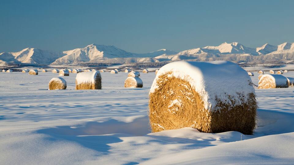 Snow-covered hay bales in a field with mountains in the background.