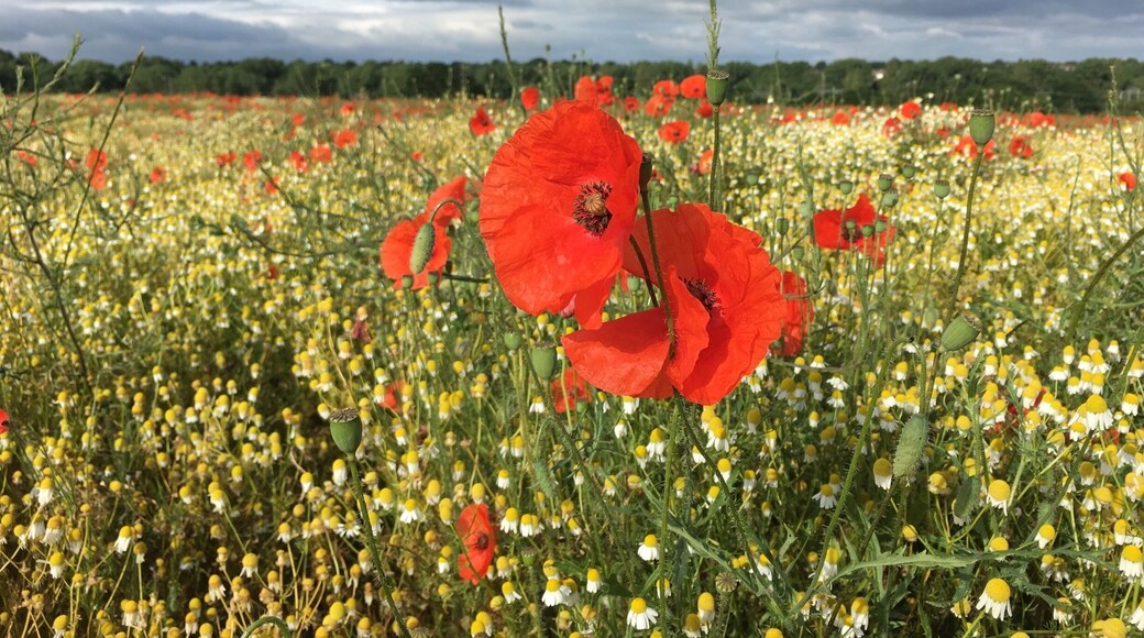 Beautiful poppy field