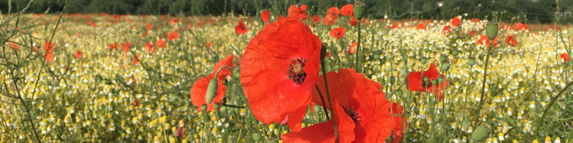Beautiful poppy field