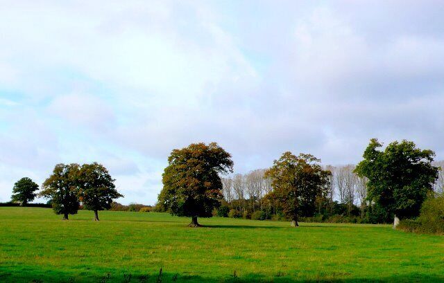 Countryside near Landford These trees are just south of the A36 close to Park Farm just south of landford manor. The name, and appearance of the trees suggests that this was once the manors parkland.