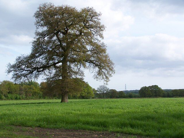 Tree in field, south of the A36 at Landford
