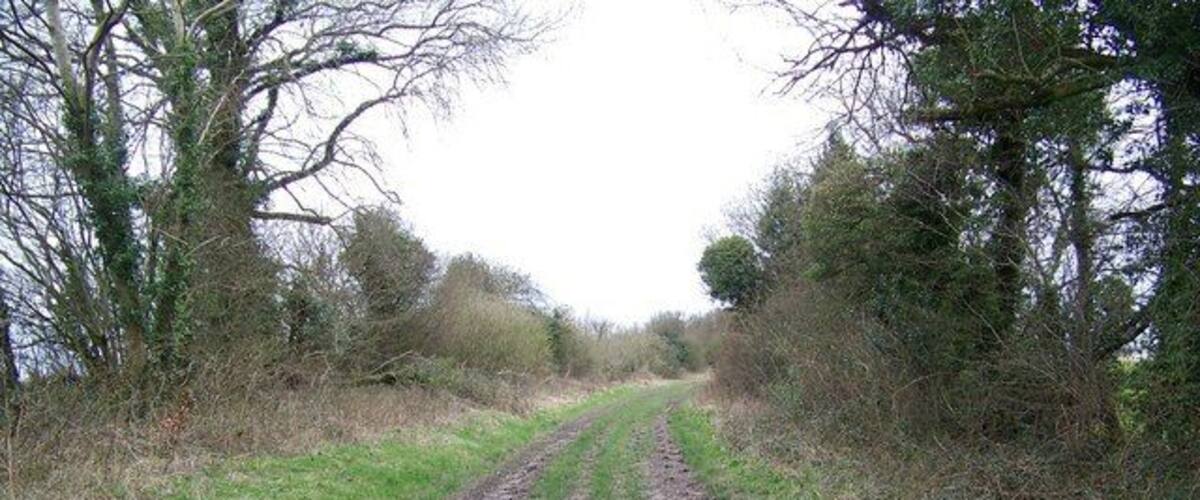 A muddy rural road flanked by trees and shrubs.
