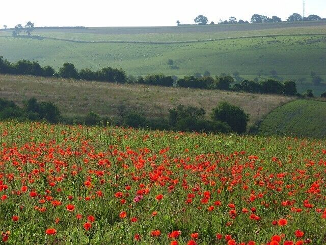 Downland, Stoford Fallow land beside the track north of Stoford. Looking across Stoford Bottom to Mount Pleasant.