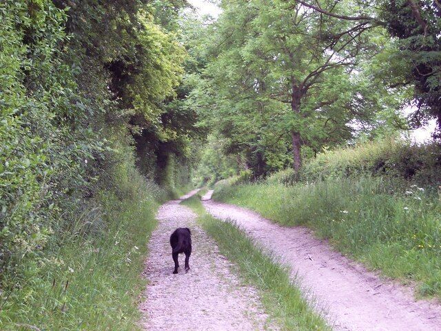 Bridleway towards Church Bottom I often drive my pony and trap along this track so it made a change to walk it with Guinness.