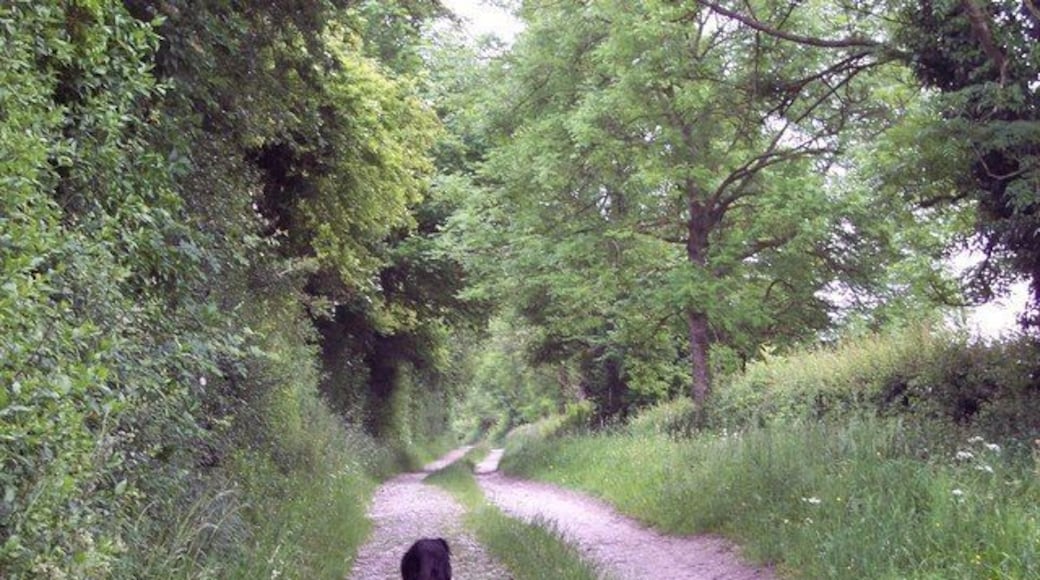 Bridleway towards Church Bottom I often drive my pony and trap along this track so it made a change to walk it with Guinness.