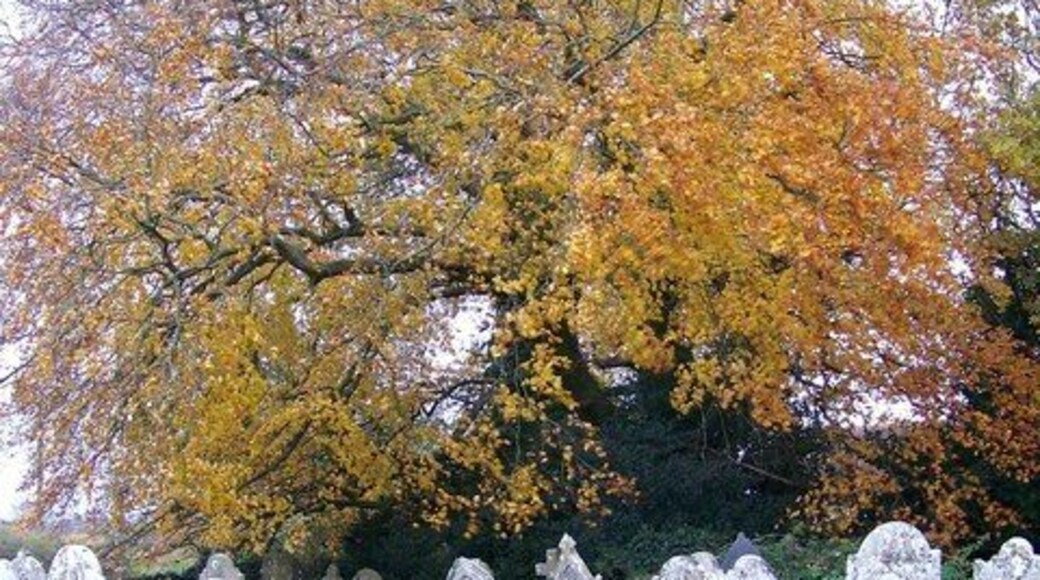 Churchyard, St Andrew's Church The churchyard with autumn colours. The Queen of the Gypsies, Mrs Mary Stanley, who died in 1797 is buried in the churchyard.