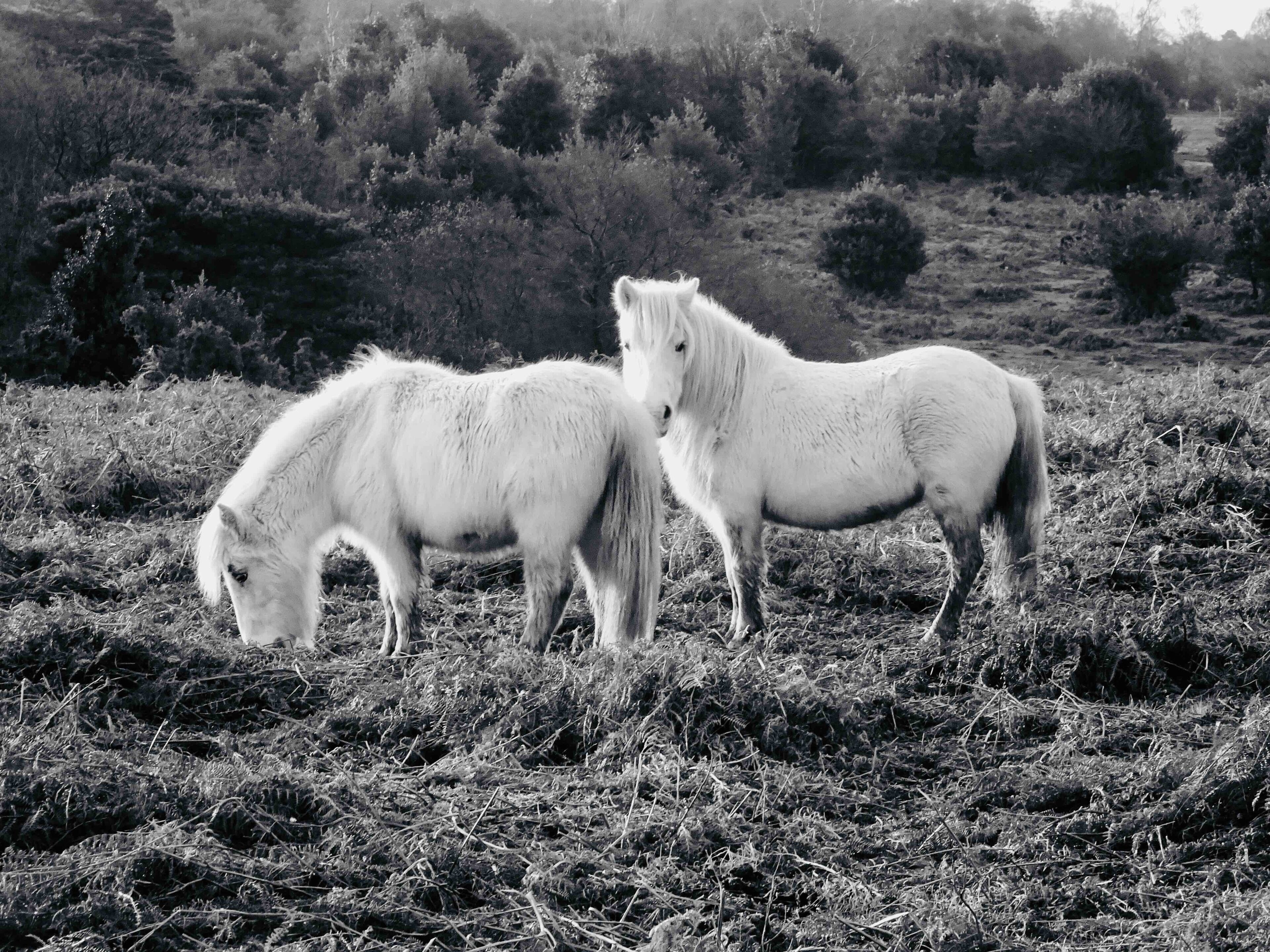 Dos caballos blancos pastan en un campo con vegetación escasa y arbustos al fondo.
