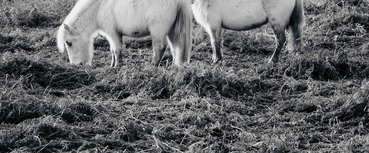 Dos caballos blancos pastan en un campo con vegetación escasa y arbustos al fondo.