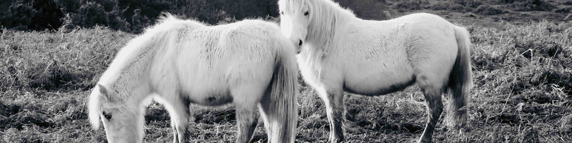 Dos caballos blancos pastan en un campo con vegetación escasa y arbustos al fondo.