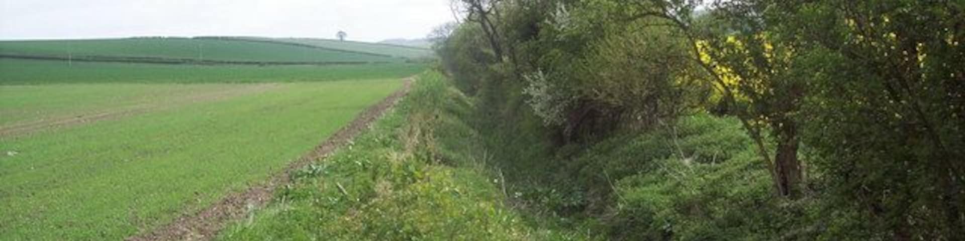 Dry ditch and hedge near Bowerchalke Beside the bridleway from Hill Farm to Rookkhay.