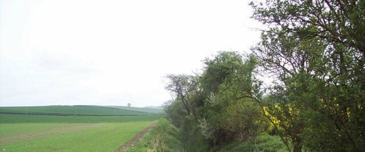 A rural landscape with a dirt path, green fields, and dense shrubbery.
