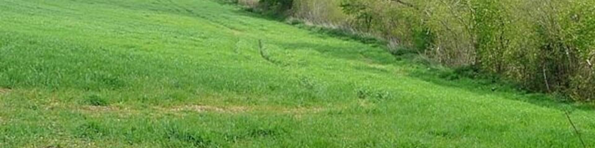Towards North Charford The steep side valleys of the Avon provide pasture interspersed with woodland.