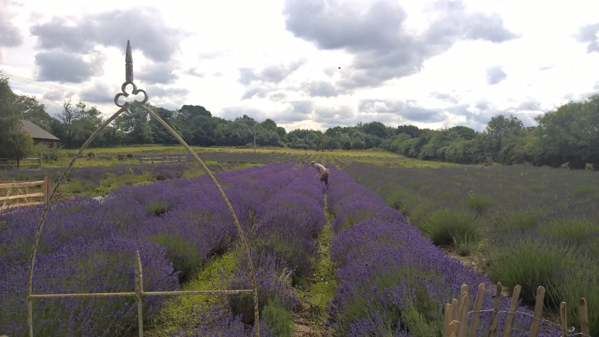 Almost the Provence...but it can be found in Wiltshire, UK.