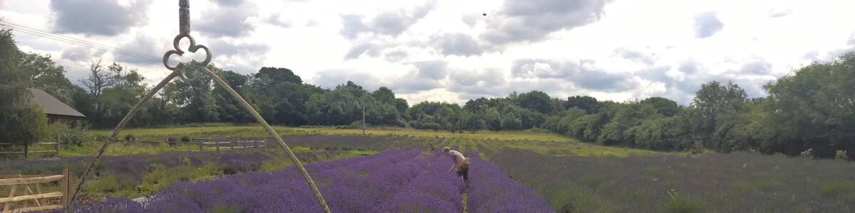 Almost the Provence...but it can be found in Wiltshire, UK.