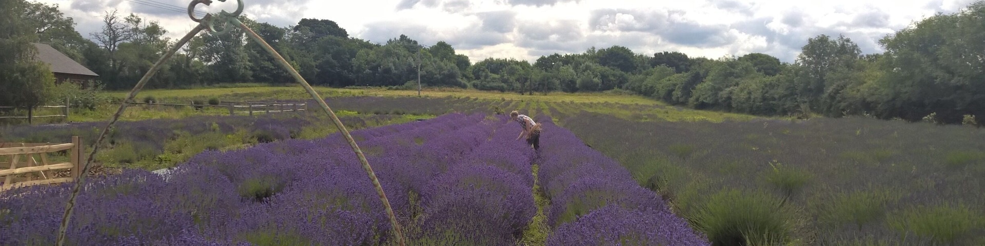 Almost the Provence...but it can be found in Wiltshire, UK.