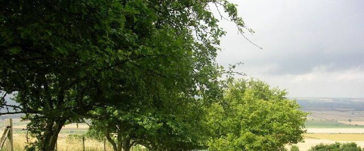 A grassy field with trees and a person walking.