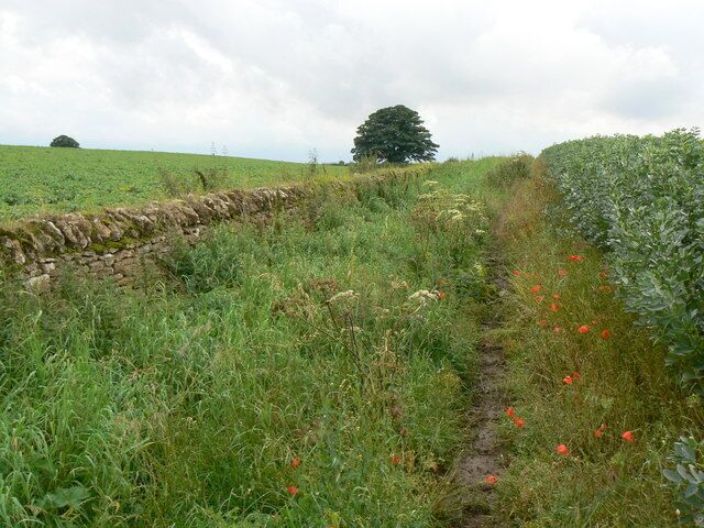Footpath in a bean field