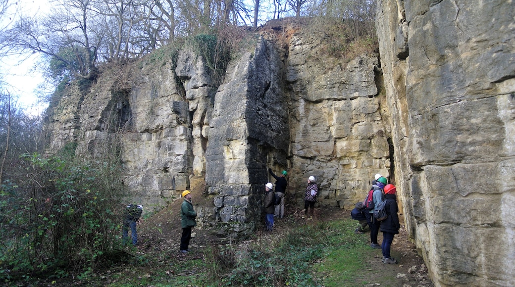 Malton Oolite (Upper Jurassic) at Ravenswick Quarry, Yorkshire.