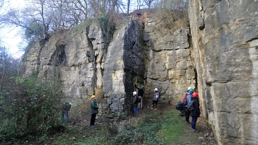 Malton Oolite (Upper Jurassic) at Ravenswick Quarry, Yorkshire.