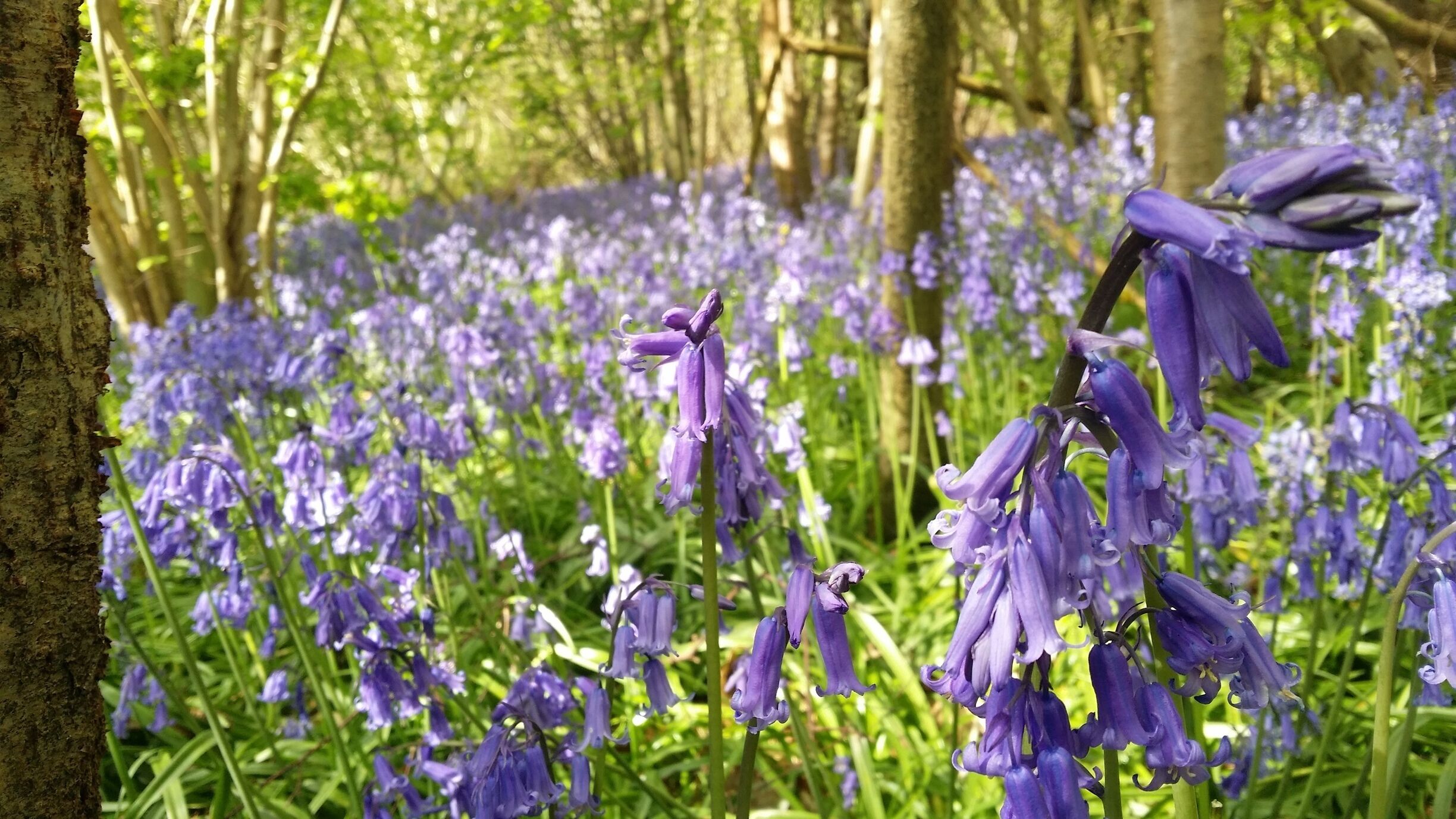 Medieval moated manor house. National Trust property. Outside there are free walks through the woods that offer some of the best bluebells in Kent. We always come here during springtime :)