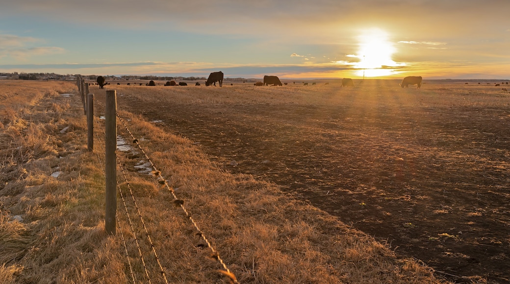 Cattle grazing in a field at sunrise near Airdrie, Alberta, Canada
