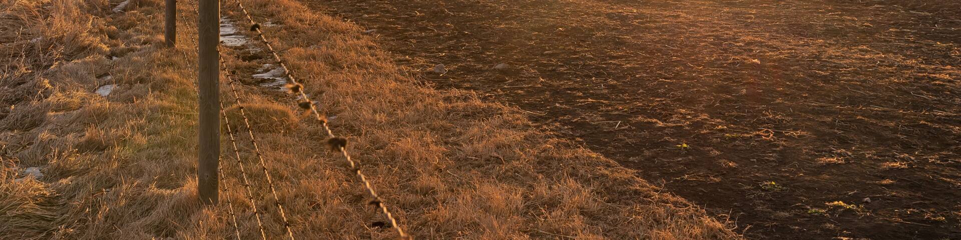 Cattle grazing in a field at sunrise near Airdrie, Alberta, Canada