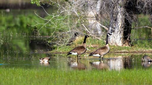 Canada Geese and Ducks in a marsh in spring, with reflections