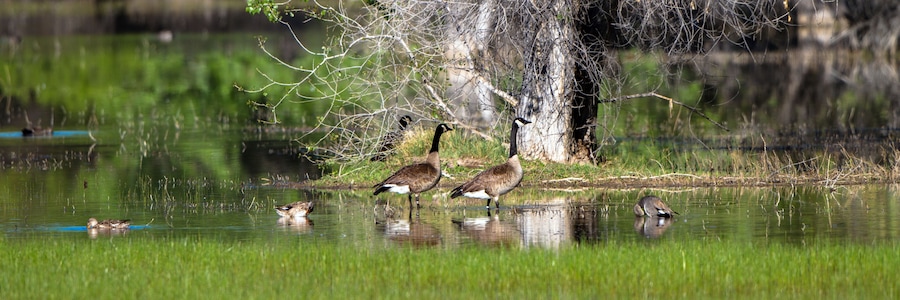 Canada Geese and Ducks in a marsh in spring, with reflections
