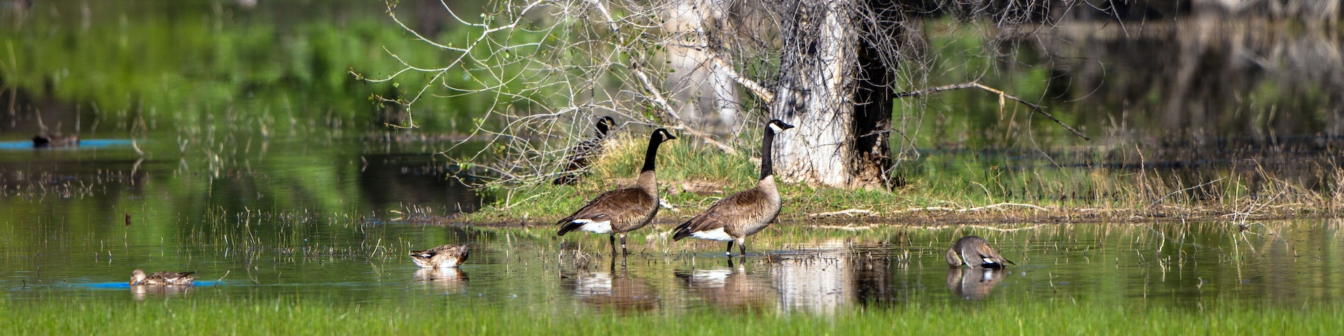 Canada Geese and Ducks in a marsh in spring, with reflections