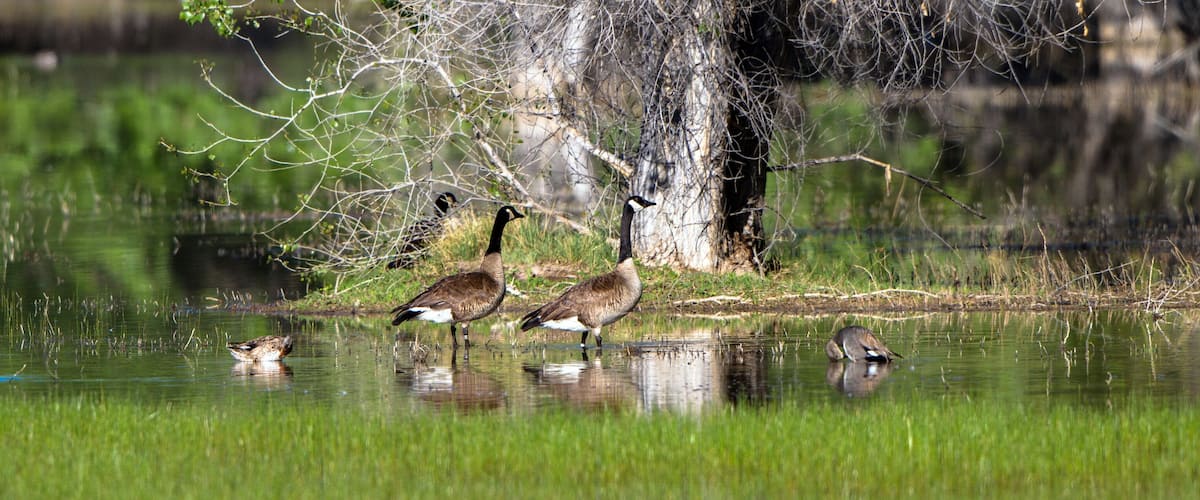 A group of geese by a calm pond with grass and trees in the background.