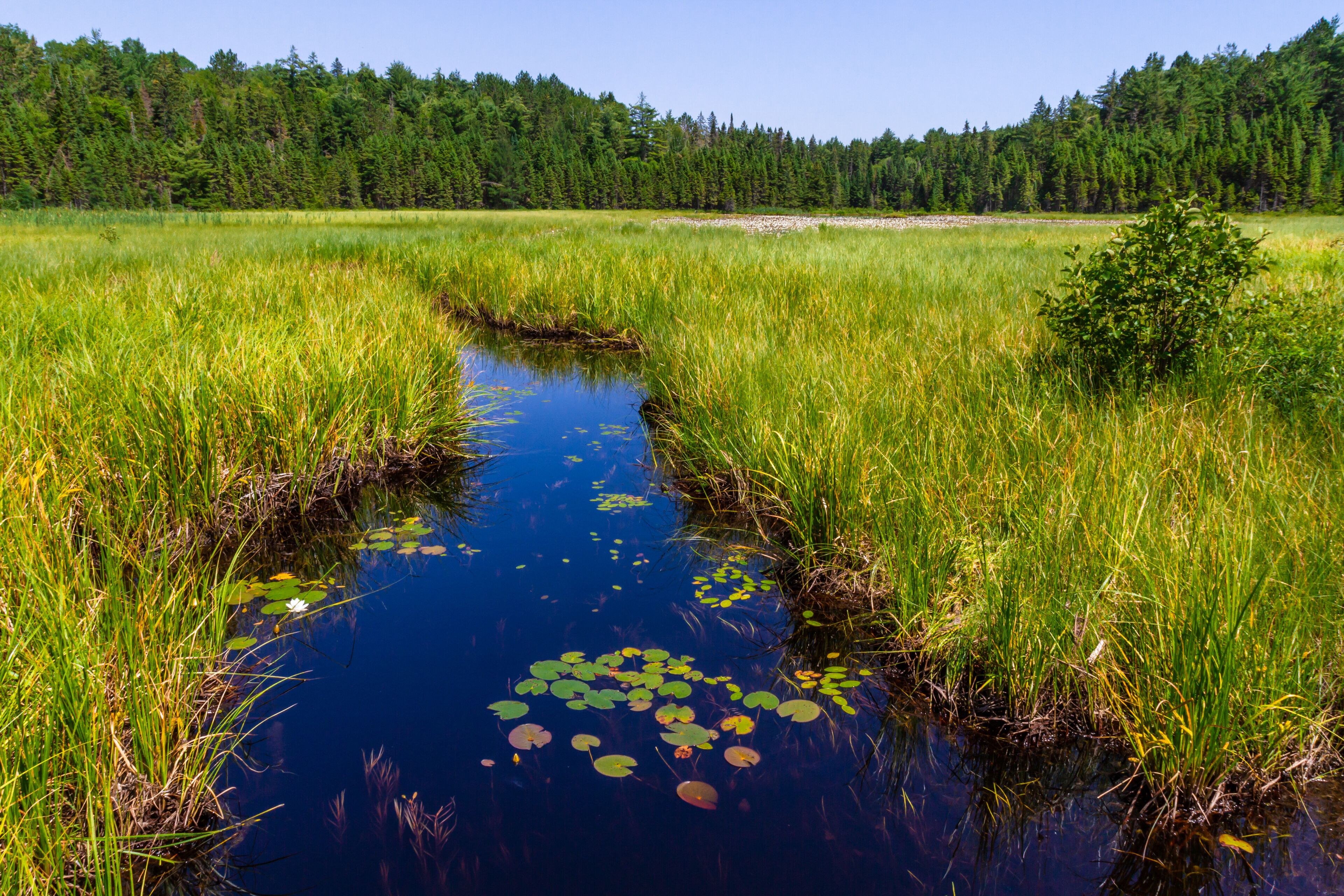  Marshland. Stream through the swamp. A creek through thick green vegetation in a wetland in Algonquin Provincial Park Ontario, Canada