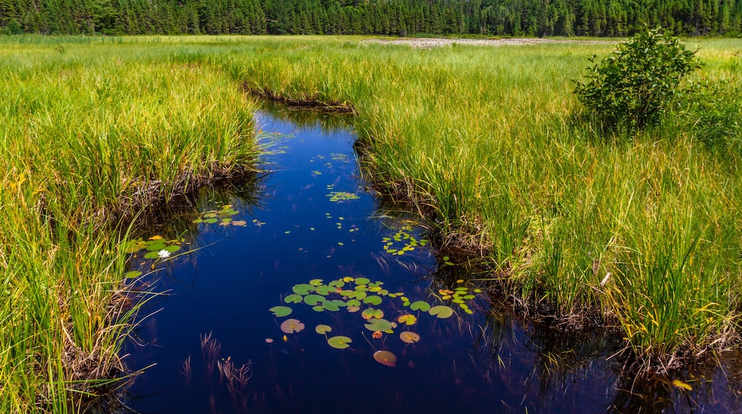 Marshland. Stream through the swamp. A creek through thick green vegetation in a wetland in Algonquin Provincial Park Ontario, Canada