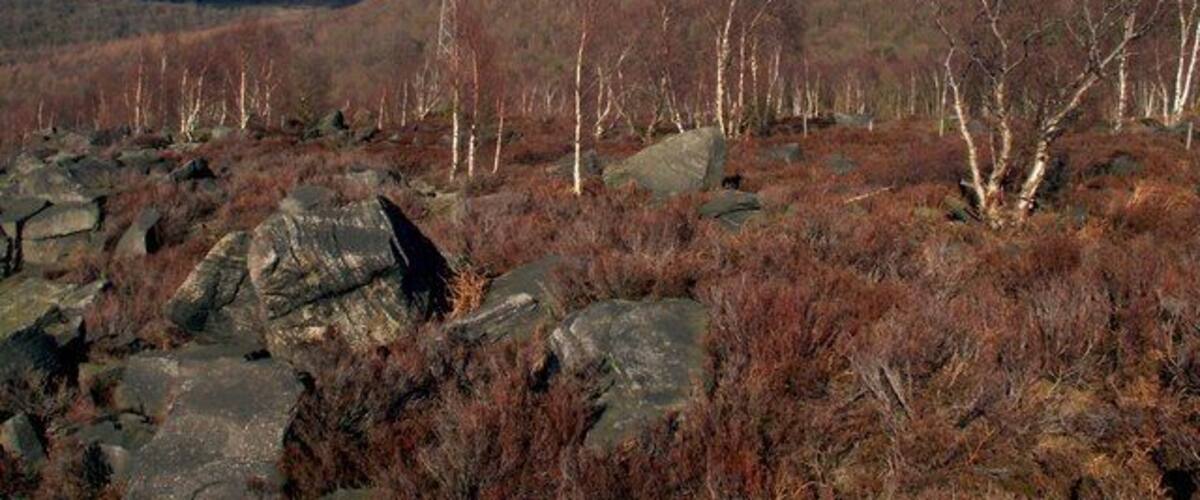 A rocky landscape with sparse trees and a hilly background.