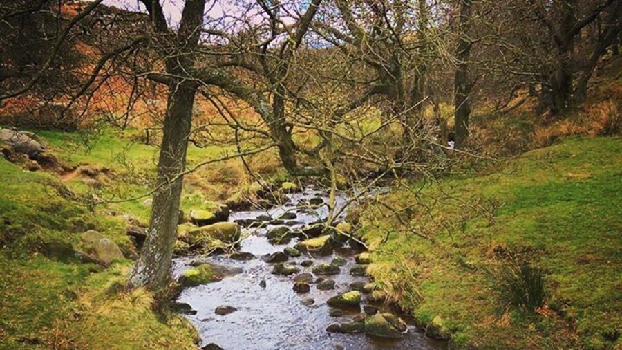 Burbage Brook is in Padley Gorge in the beautiful Peak District. Park at the National Trust Longshaw Estate and take a walk down to the brook but wear sensible shoes as its hilly and uneven and you may need to hop across stones. Picture taken early March. #Longshaw #padleygorge #burbagebrook #peakdistrict #nationalpark #derbyshire #peakdistrictnationalpark #england #green #nature #countryside #outdoors #explore