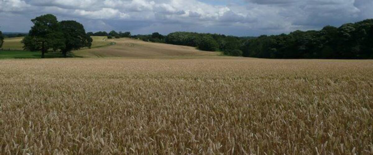 Summer view over Wortley Park Leaving `The Flats' we turn off to our right and cross the field towards Copley Wood. The route of this walk is shown on a Google Map: http://maps.google.com/maps/ms?ie=UTF8&hl=en&msa=0&msid=113344337477774229301.000453a7045e4e3556681&ll=53.486565,-1.527915&spn=0.042695,0.10849&t=h&z=14