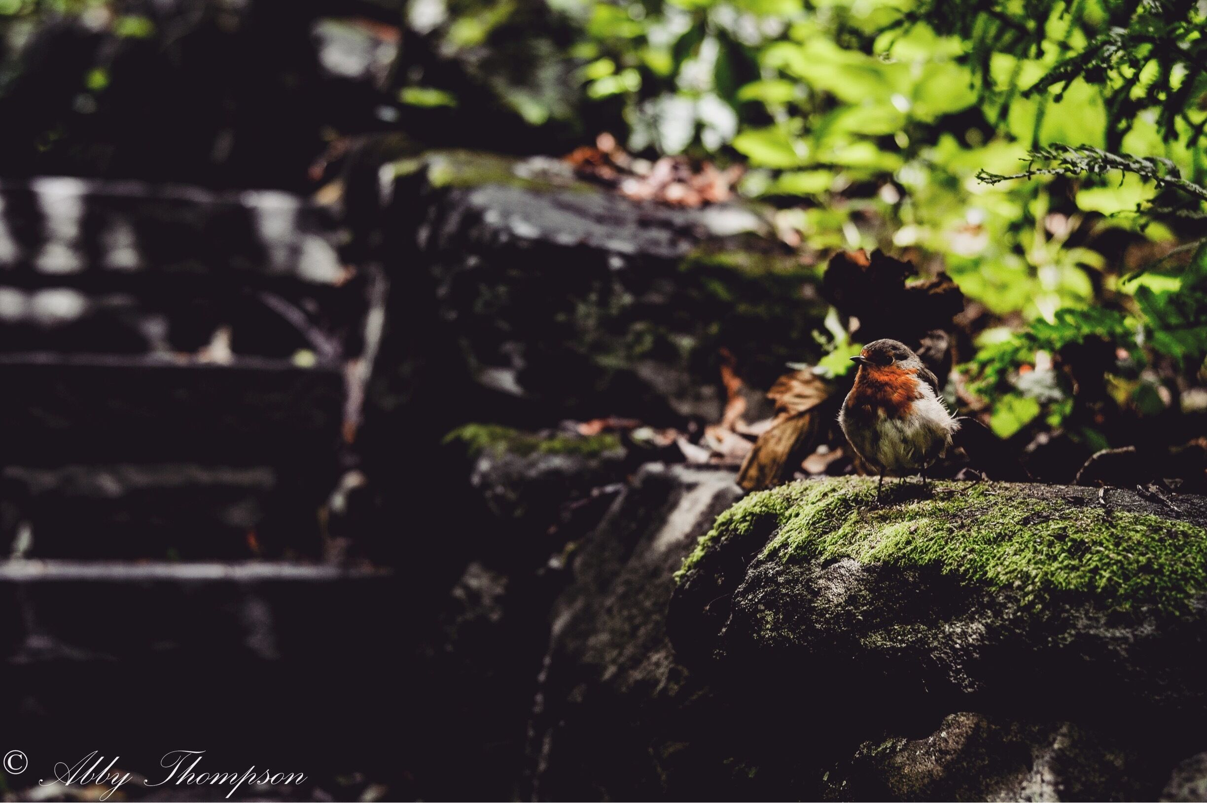 Let me stay, where the wind will whisper to me. Where the raindrops as they're falling, tell a story." - Evanescence ➖➖➖➖➖➖➖➖➖➖➖➖➖➖➖➖
Lovely place to visit. This little baby robin was very friendly. Also the squirrels will feed from your hand here.