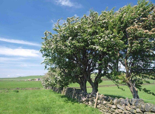 May blossom in June Looking up the footpath to Broadstone Lodge.