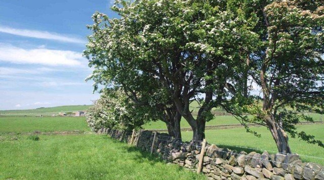 May blossom in June Looking up the footpath to Broadstone Lodge.