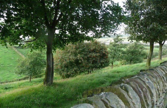 Rowan trees along Castle Dike