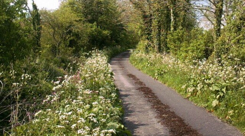 Near Charlton Horethorne
