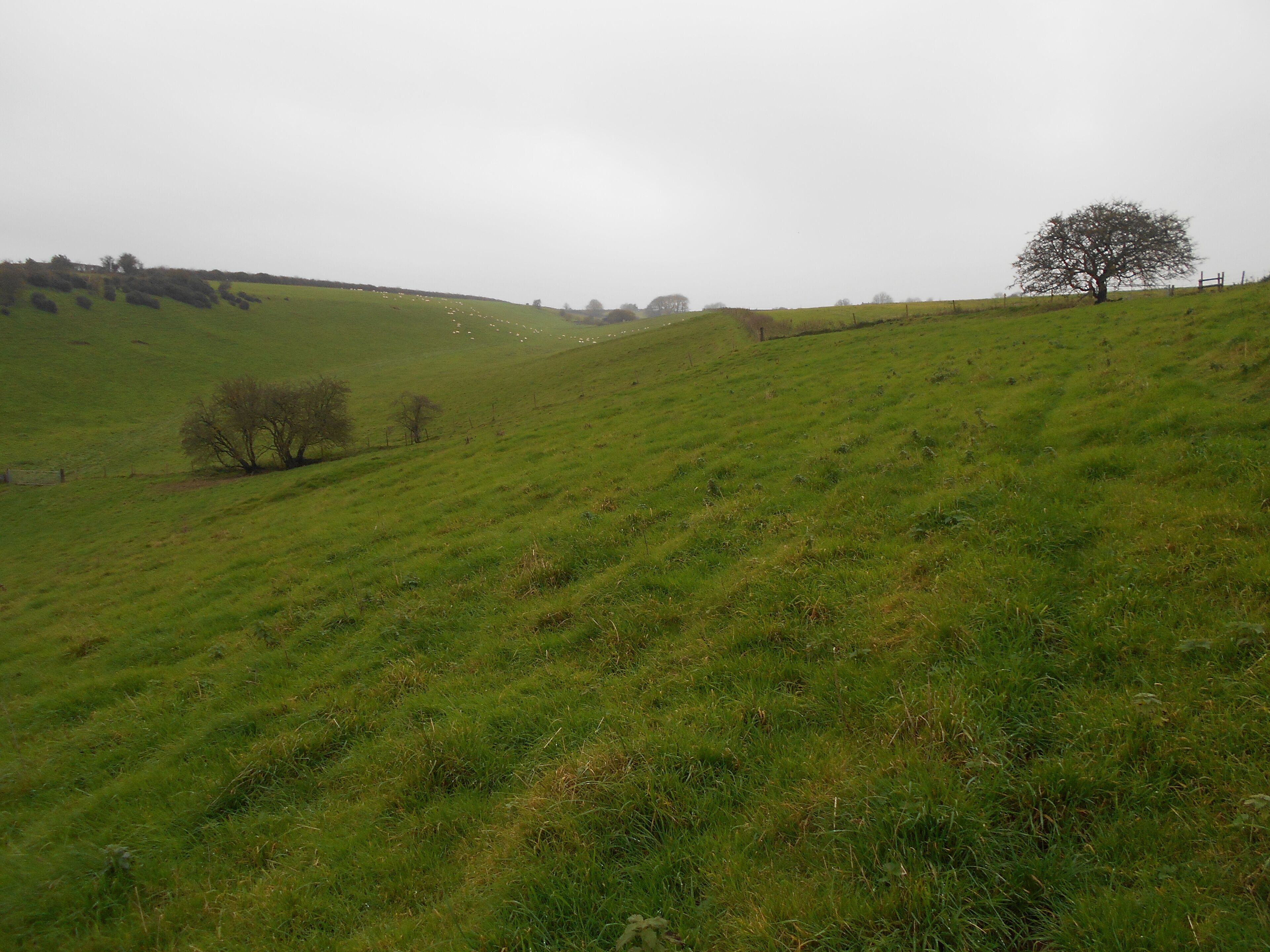 The Cleeve, a coombe near Charlton Horethorne, Somerset.