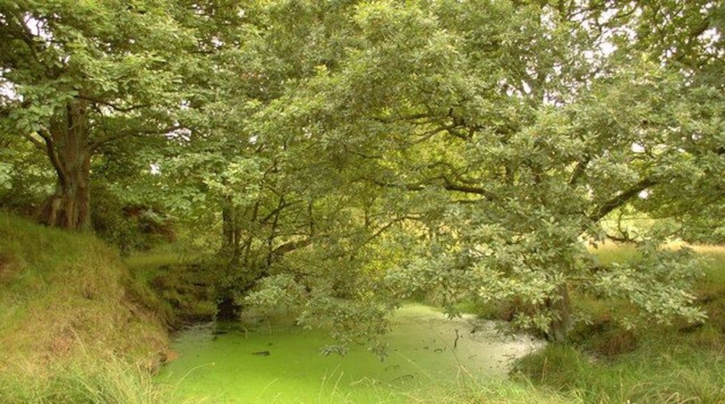Small pond near Dalton Lees