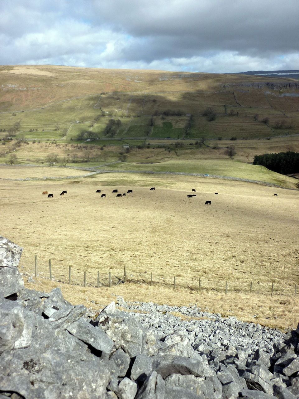Cattle grazing beside Sleets Gill, Littondale The upper pastures are still dry and yellow after the hardest winter for decades. Spring is greening the pastures nearer the river where lambs have made their appearances.