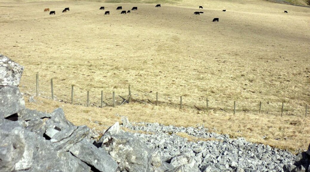 Cattle grazing beside Sleets Gill, Littondale The upper pastures are still dry and yellow after the hardest winter for decades. Spring is greening the pastures nearer the river where lambs have made their appearances.