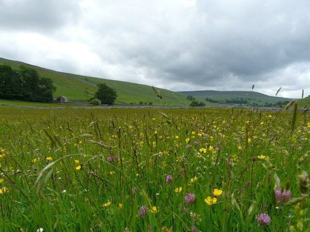 A field of wildflowers with green hills in the background.
