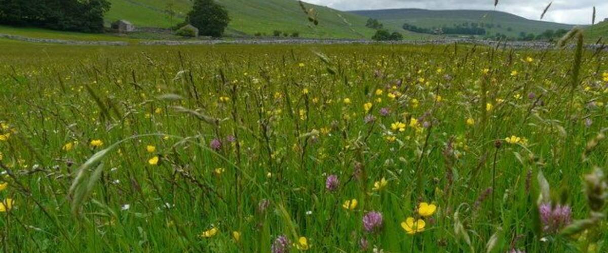A field of wildflowers with green hills in the background.