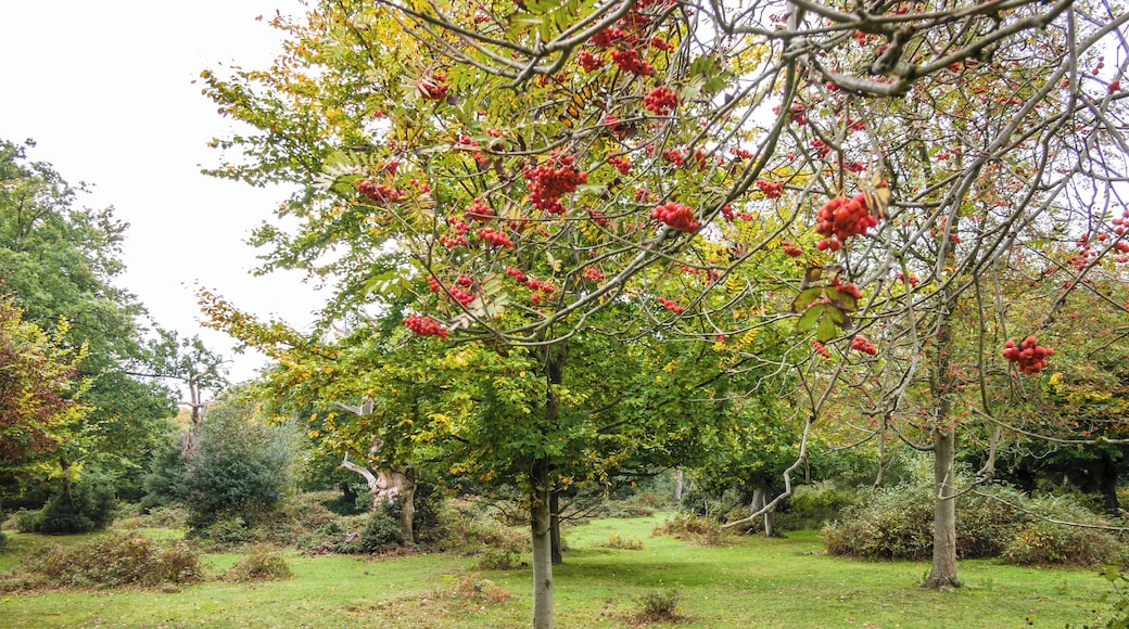 Burnham Beeches
