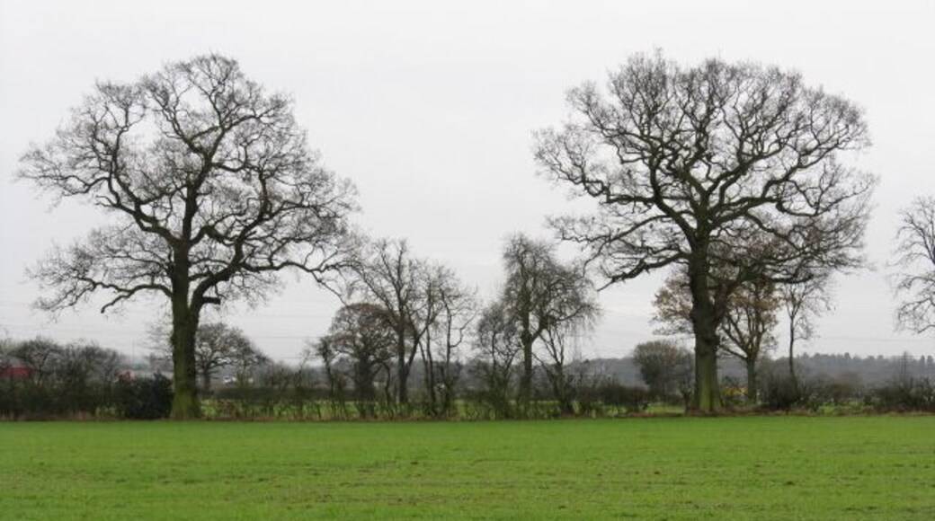 Bickenhill - Two Trees Field