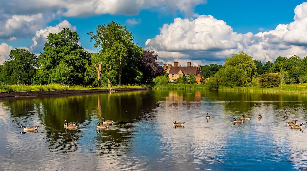A panorama view of Canadian Geese swimming on a lake in Warwickshire, UK